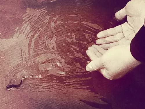 放生的意义2_20181016204923.jpg 放生的意义2_20181016204923.jpg